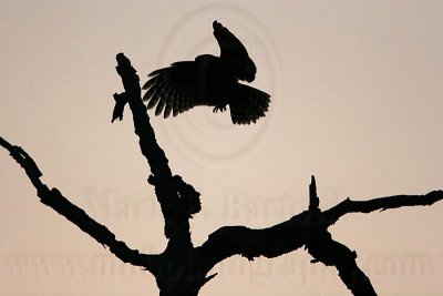 _MG_4929  Barred Owl.jpg