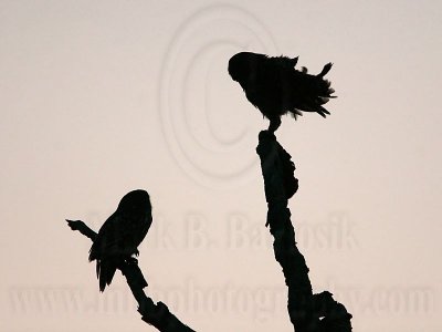 _MG_4998  Barred Owl.jpg