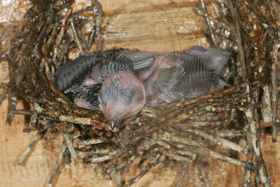 _MG_7492 Chimney Swift.jpg