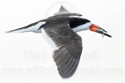 _MG_1981 Black Skimmer.jpg