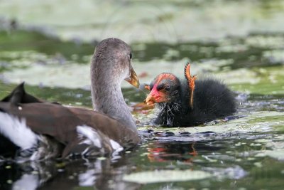 _MG_2443 Common Moorhen.jpg