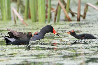 _MG_2466 Common Moorhen.jpg