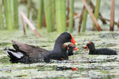 _MG_2468 Common Moorhen.jpg