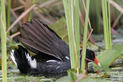 _MG_2550 Common Moorhen.jpg