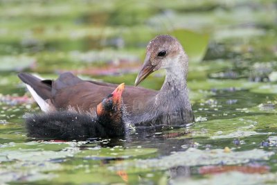 _MG_2568 Common Moorhen.jpg