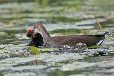 _MG_2632 Common Moorhen.jpg