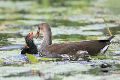 _MG_2634 Common Moorhen.jpg