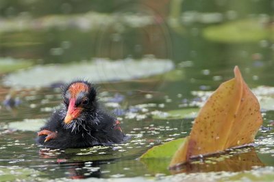 _MG_2652 Common Moorhen.jpg