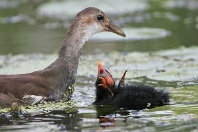 _MG_2747 Common Moorhen.jpg