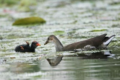 _MG_2798 Common Moorhen.jpg