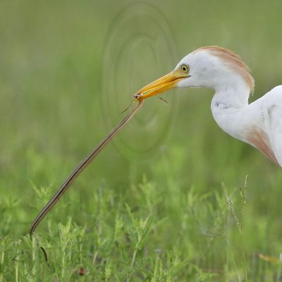 Cattle Egrets prey - antic episode with a snake - Brazoria NWR complex - Texas August 4, 2007