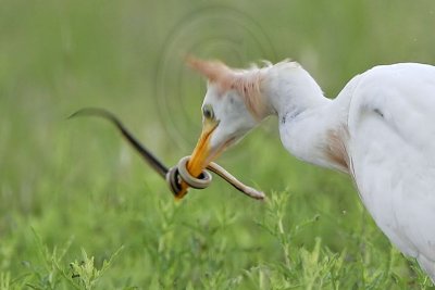 _MG_2149crop Cattle Egret.jpg