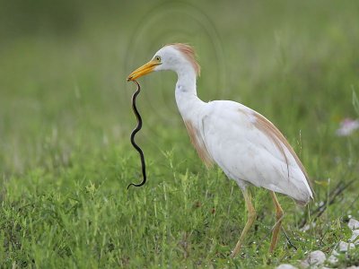 _MG_2155 Cattle Egret.jpg