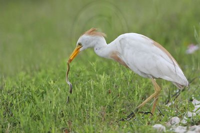 _MG_2159 Cattle Egret.jpg