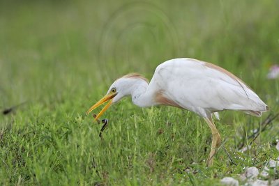 _MG_2160 Cattle Egret.jpg