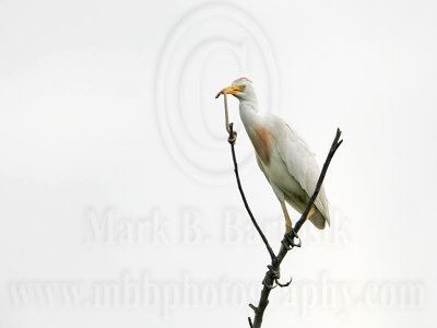 _MG_2195 Cattle Egret.jpg