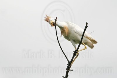 _MG_2225 Cattle Egret.jpg