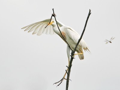 _MG_2257 Cattle Egret.jpg