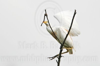 _MG_2259 Cattle Egret.jpg