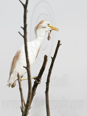 _MG_2344 Cattle Egret.jpg