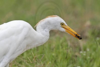 _MG_2851 Cattle Egret.jpg