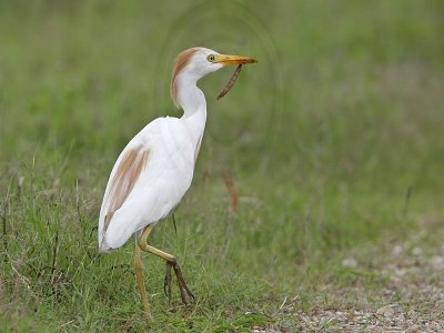 _MG_2897 Cattle Egret.jpg