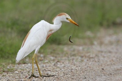 _MG_2920 Cattle Egret.jpg