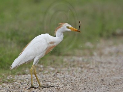 _MG_2928 Cattle Egret.jpg