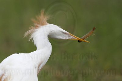 _MG_2951 Cattle Egret.jpg