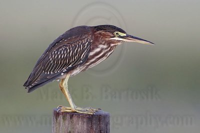 _MG_1830 Green Heron.jpg