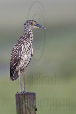 _MG_1822 Yellow-crowned Night-Heron.jpg