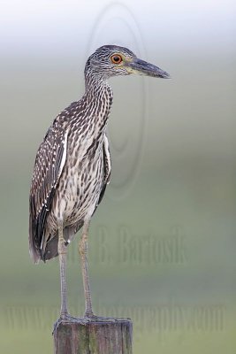 _MG_1827 Yellow-crowned Night-Heron.jpg