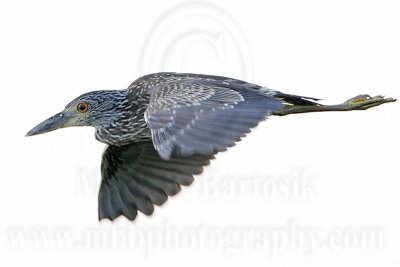 _MG_1991 Yellow-crowned Night-Heron.jpg