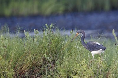 _MG_1841 Tricolored Heron.jpg
