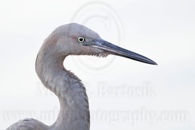 _MG_1874 Reddish Egret.jpg