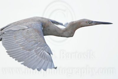 _MG_2039 Reddish Egret.jpg