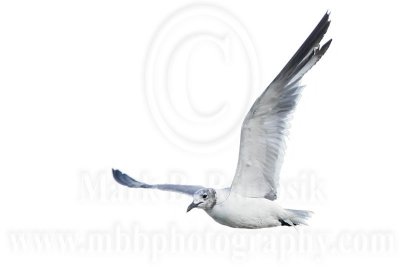 _MG_1846 Laughing Gull.jpg