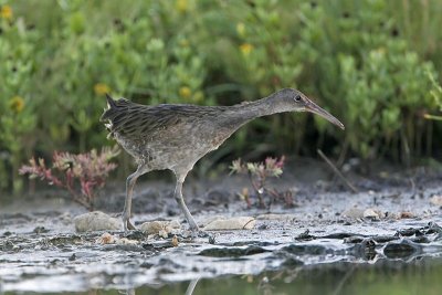 _MG_1933 Clapper Rail.jpg