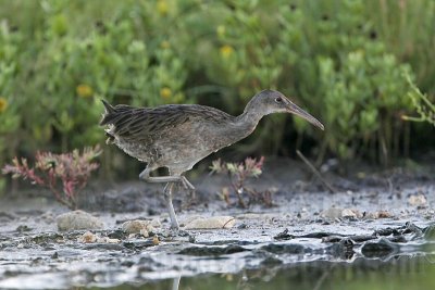 _MG_1934 Clapper Rail.jpg