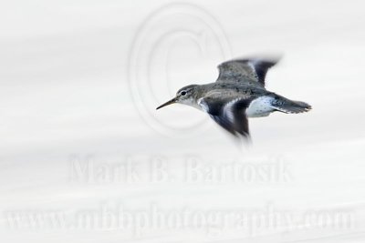 _MG_1805 Spotted Sandpiper.jpg