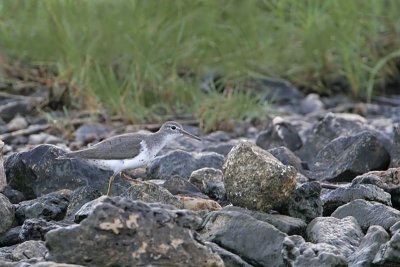 _MG_1851 Spotted Sandpiper.jpg