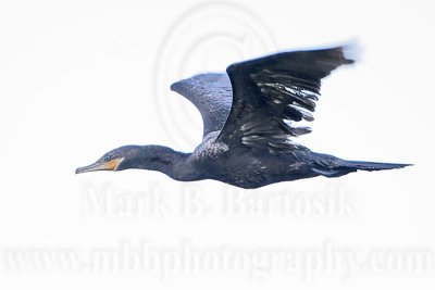 _MG_2006 Neotropic Cormorant.jpg