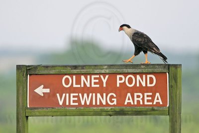 _MG_1733 Crested Caracara.jpg