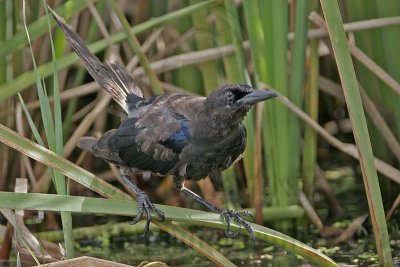 _MG_2356 Boat-tailed Grackle.jpg