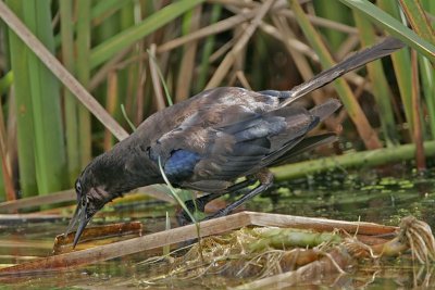 _MG_2391 Boat-tailed Grackle.jpg