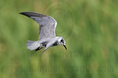 _MG_5363 Black Tern.jpg