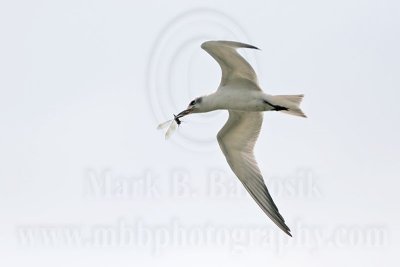 _MG_8204 Gull-billed Tern.jpg