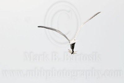 _MG_8221 Gull-billed Tern.jpg