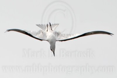 _MG_8222 Gull-billed Tern.jpg
