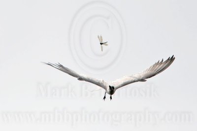 _MG_8225 Gull-billed Tern.jpg